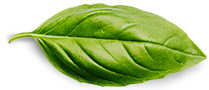 Contactez nous Basil Leaf